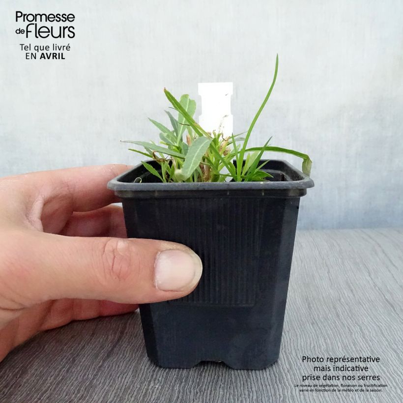 Lobelia laxiflora Maceta de 8/9 cm Ejemplar entregado en la primavera