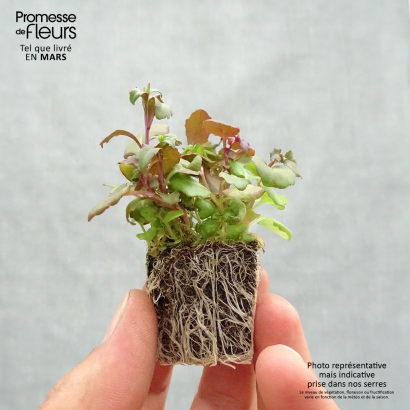 Lobelia erinus Crystal Palace Bandeja de semillero: cepellón 3,8 cm x 3,2 cm en bandeja de cultivo por 16 Ejemplar entregado en la primavera