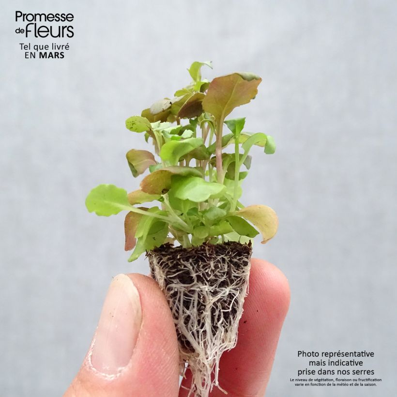 Lobelia erinus Crystal Palace minicepellón: de 2,2 cm x 2 cm en bandeja de cultivo por 35 Ejemplar entregado en la primavera