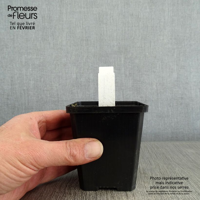 Lobelia sessilifolia Maceta de 8/9 cm Ejemplar entregado en invierno