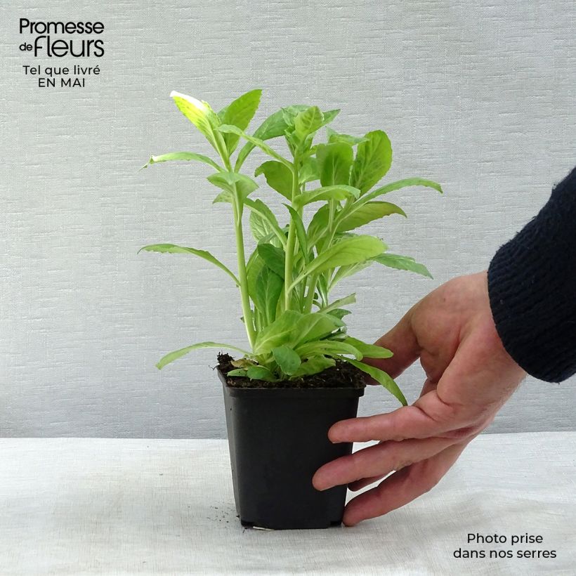 Lobelia siphilitica Alba Maceta de 8/9 cm Ejemplar entregado en la primavera