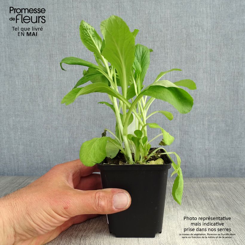 Lobelia siphilitica - Gran Lobelia azul Maceta de 8/9 cm Ejemplar entregado en la primavera