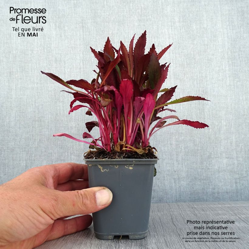 Lobelia speciosa Fan Salmon Maceta de 8/9 cm Ejemplar entregado en la primavera