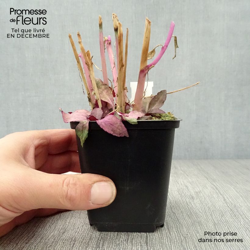 Lobelia speciosa Russian Princess Maceta de 8/9 cm Ejemplar entregado en invierno