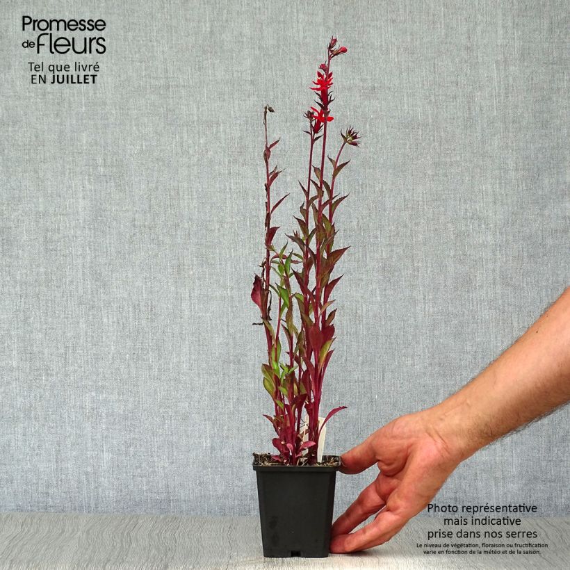 Ejemplar de Lobelia speciosa Starship Scarlet Maceta de 8/9 cm entregado en verano