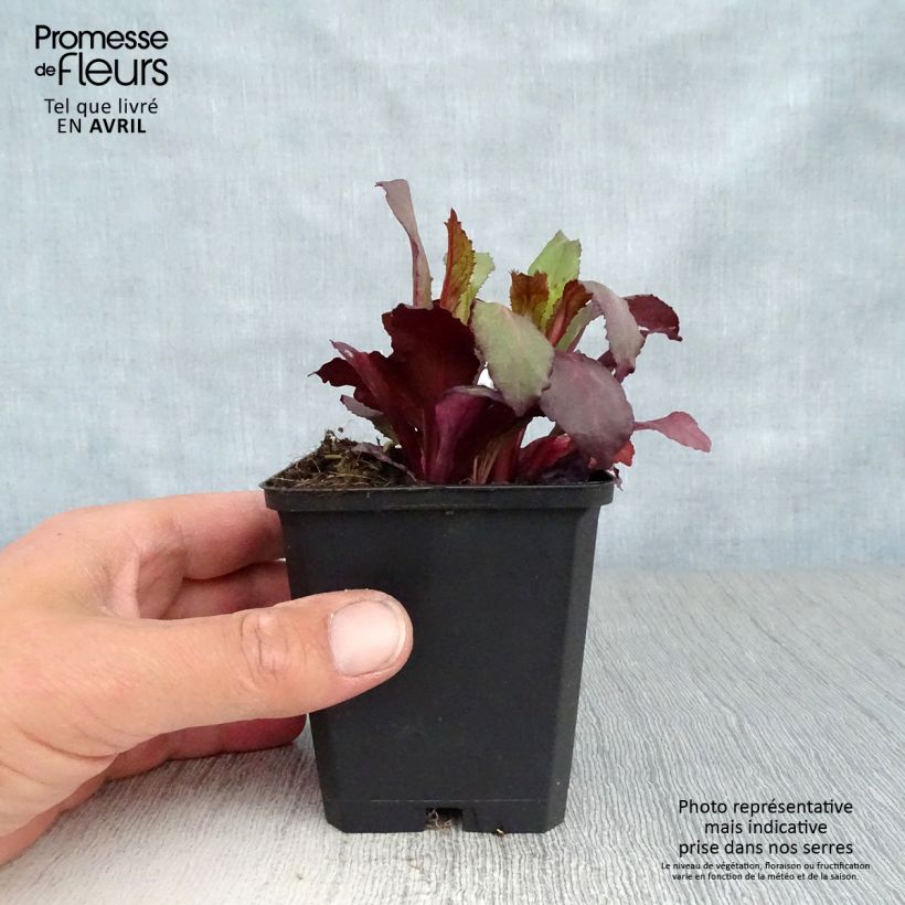 Lobelia speciosa Starship Scarlet Maceta de 8/9 cm Ejemplar entregado en la primavera