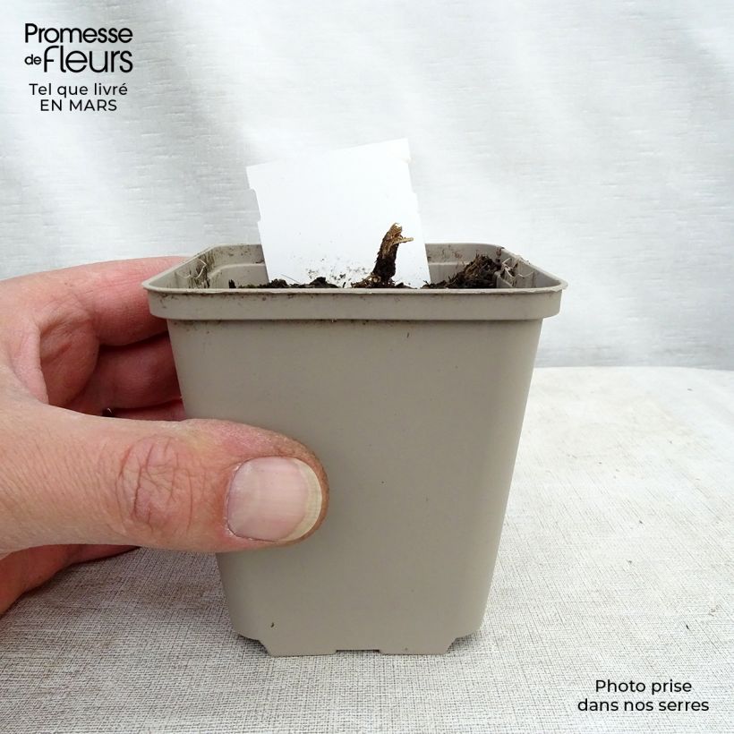 Lobelia speciosa Tania Maceta de 7/8 cm Ejemplar entregado en la primavera