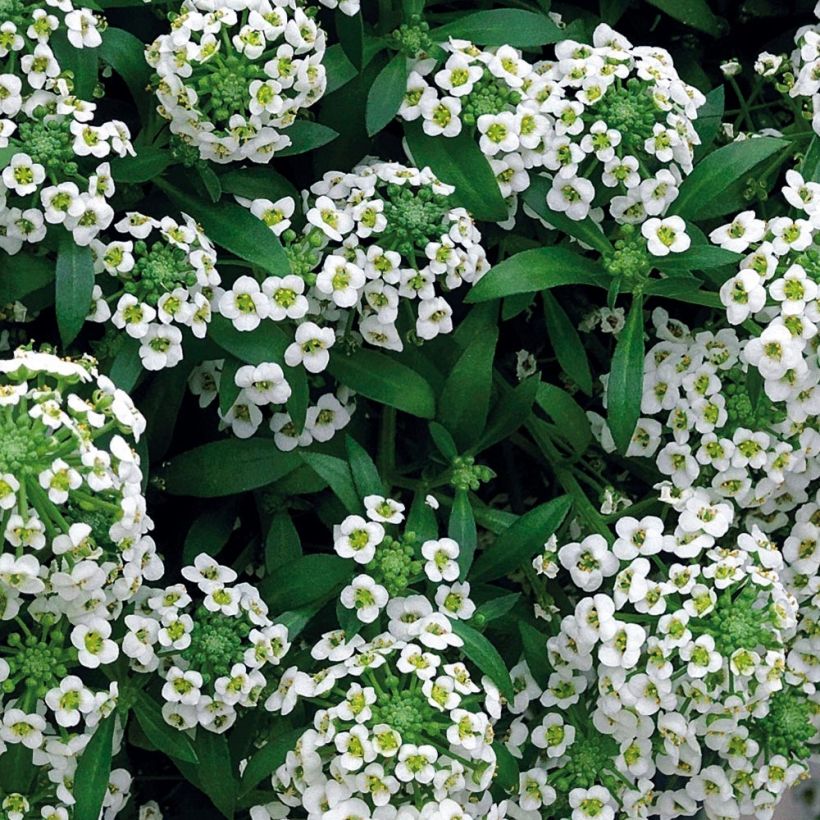 Aliso marítimo Snow Crystals - Lobularia maritima (Follaje)
