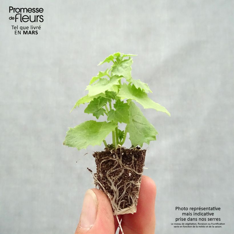 Lophospermum scandens Album minicepellón: Ø 3/4 cm Ejemplar entregado en la primavera
