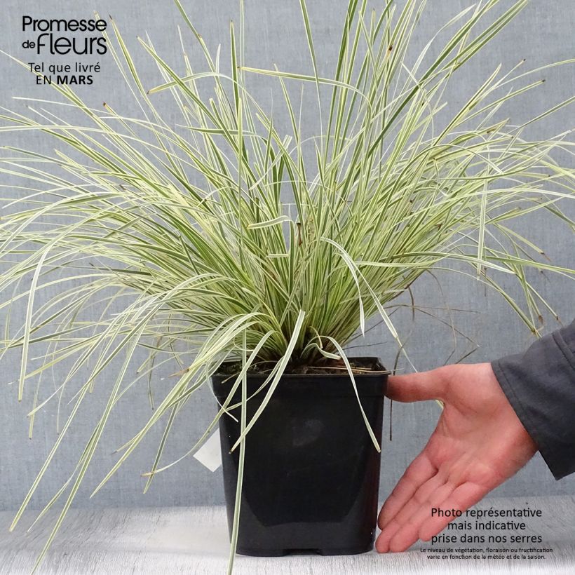 Lomandra longifolia White Sands - Esparraguera de cabeza espinosa Maceta 2L/3L Ejemplar entregado en la primavera