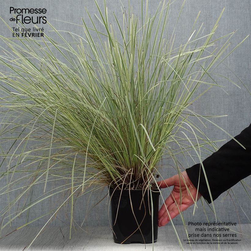 Lomandra longifolia White Sands - Esparraguera de cabeza espinosa Maceta 2L/3L Ejemplar entregado en invierno
