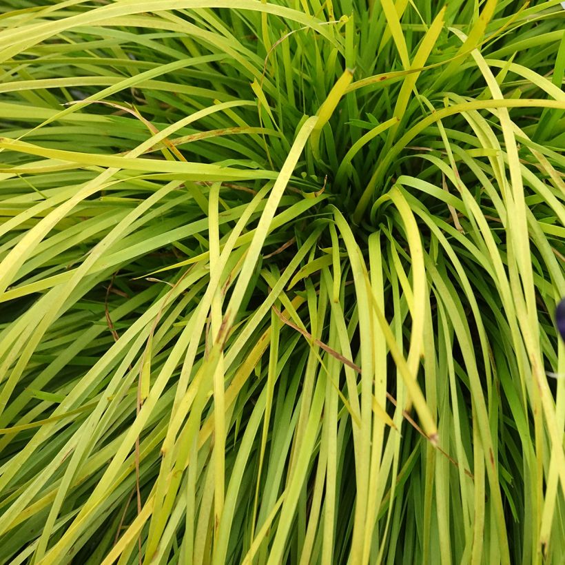 Lomandra longifolia Miner's Gold - Esparraguera de cabeza espinosa (Follaje)