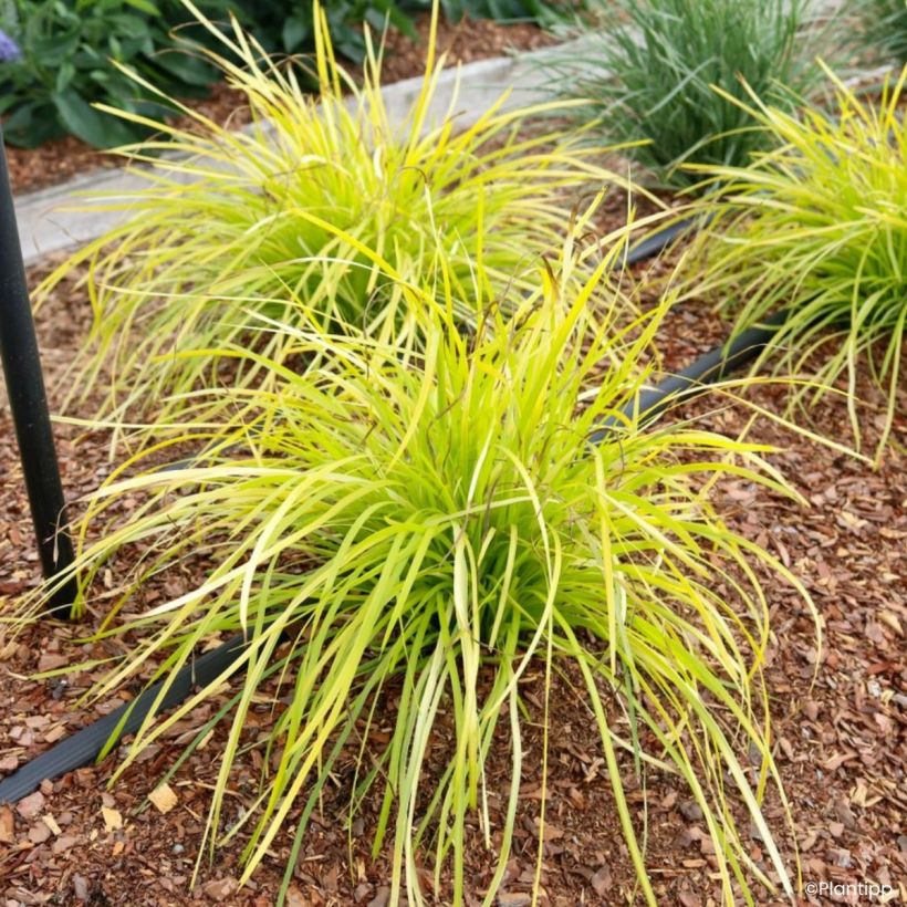 Lomandra longifolia Miner's Gold - Esparraguera de cabeza espinosa (Porte)