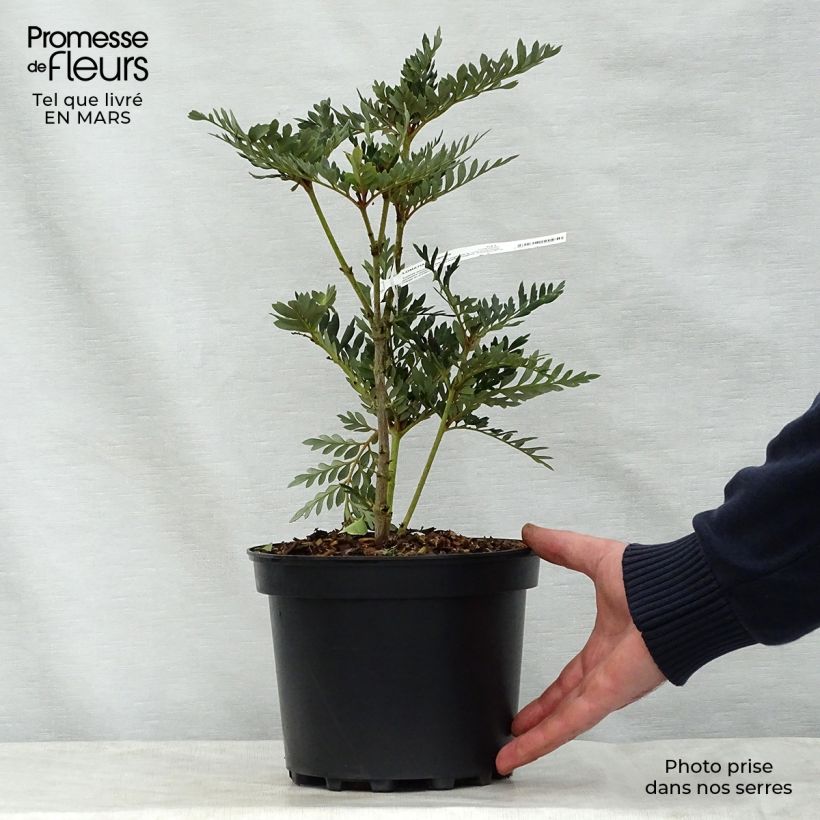Lomatia ferruginea Maceta 3L/4L Ejemplar entregado en la primavera