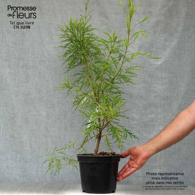 Ejemplar de Lomatia silaifolia Maceta 3L/4L entregado en verano