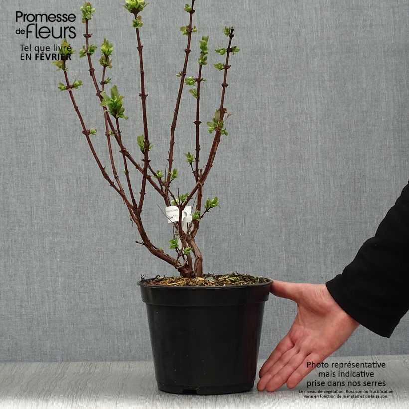 Arándano de Siberia Boreal Beauty Maceta 3L/4L Ejemplar entregado en invierno