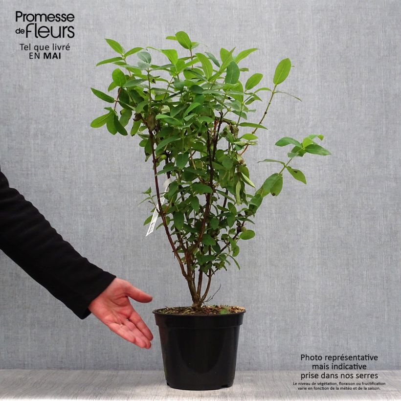 Arándano de Siberia Boreal Beauty Maceta 3L/4L Ejemplar entregado en la primavera