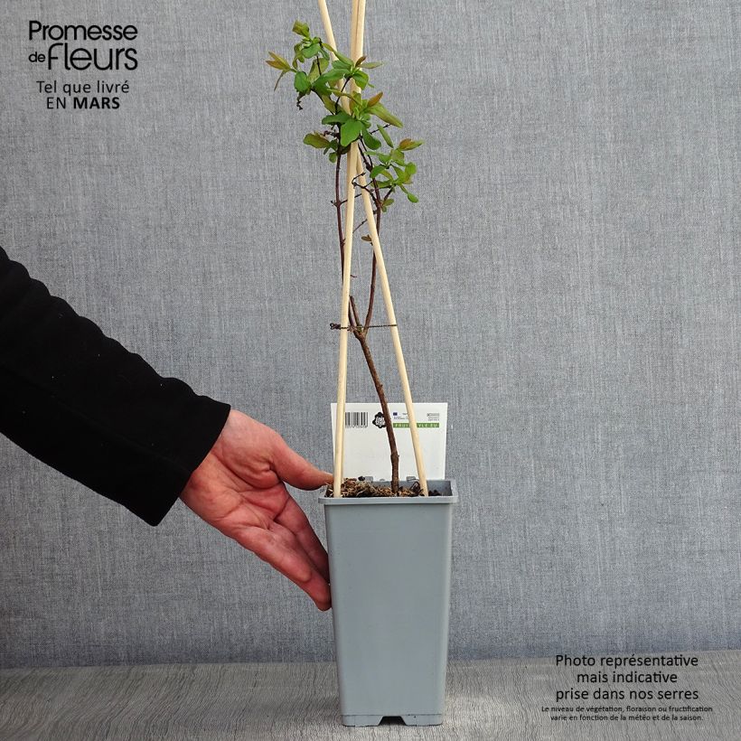 Arándano de Siberia Maceta 1,5L/2L Ejemplar entregado en invierno