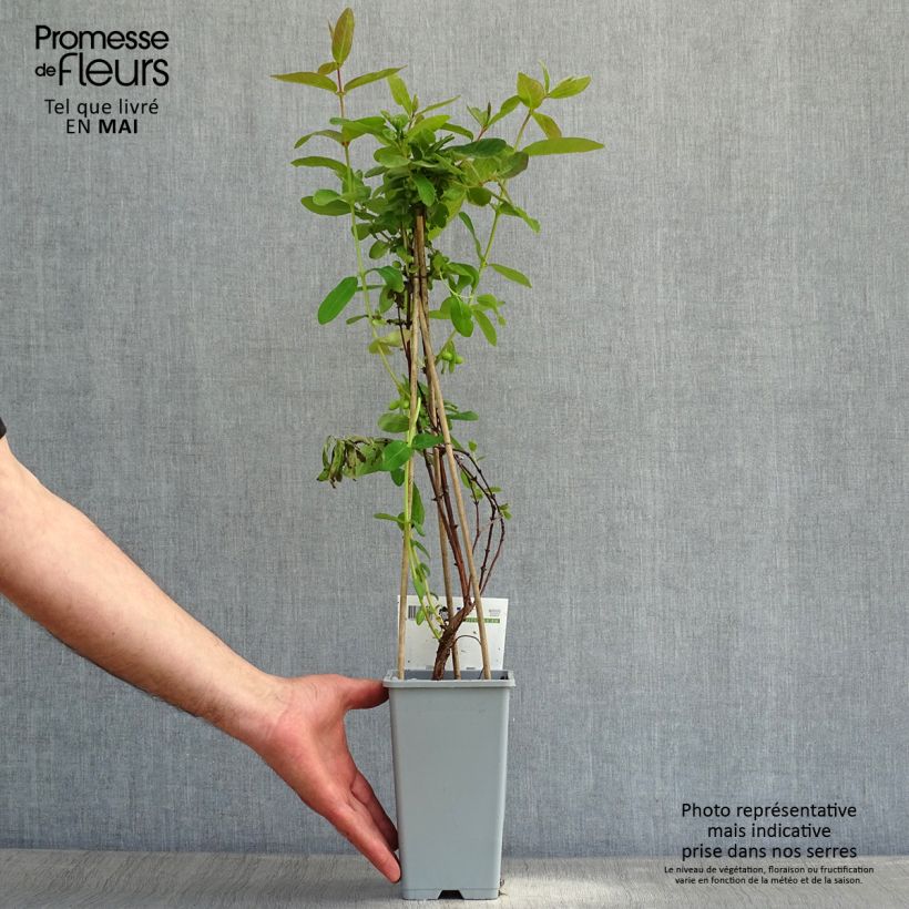 Arándano de Siberia Maceta 1,5L/2L Ejemplar entregado en la primavera