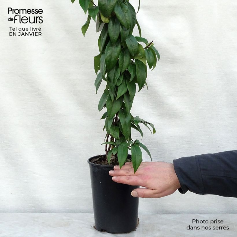 Lonicera henryi Copper Beauty - Madreselva Maceta 2L/3L Ejemplar entregado en invierno