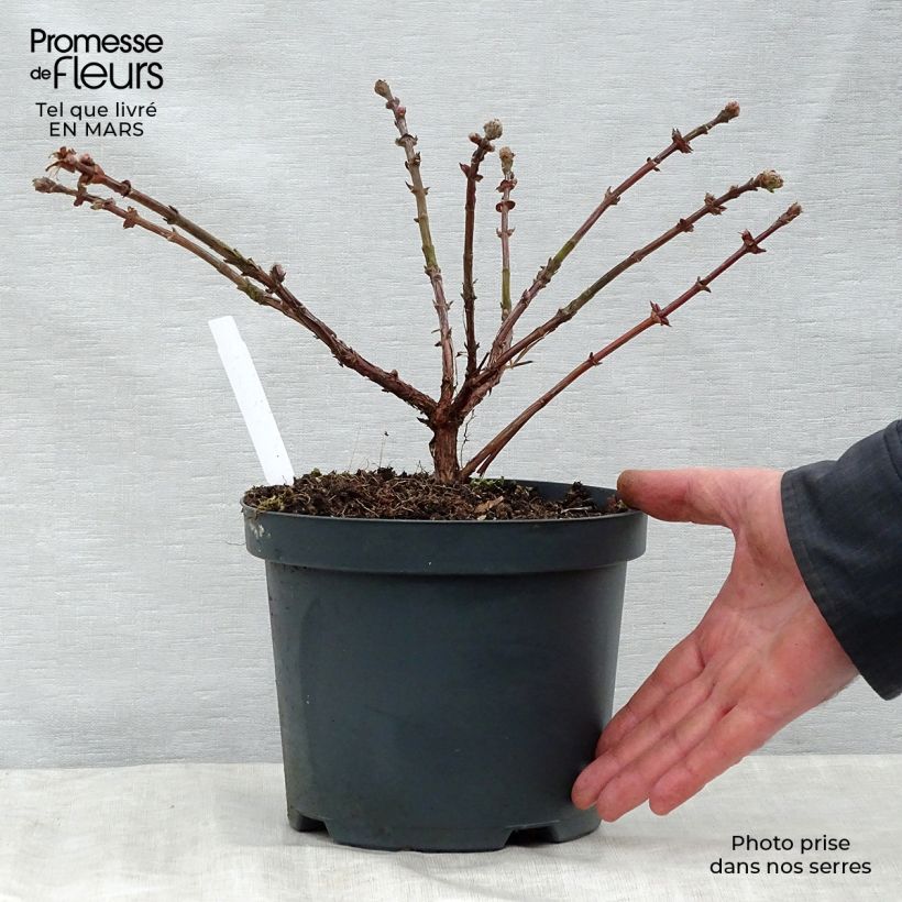 Arándano de Siberia Duet Maceta 1,5L/2L, Formación arbustiva Ejemplar entregado en la primavera