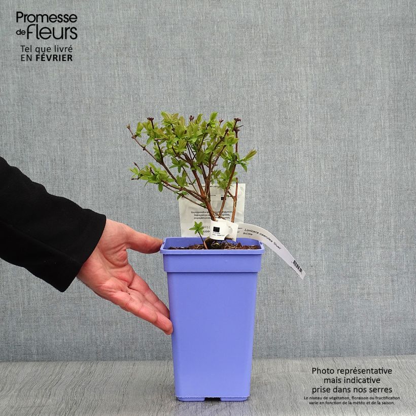 Arándano de Siberia Duet Maceta 1,5L/2L, Formación arbustiva Ejemplar entregado en invierno