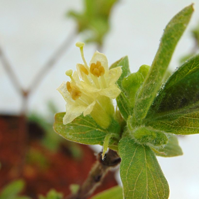 Arándano de Siberia Sweet Myberry Borealis (Floración)