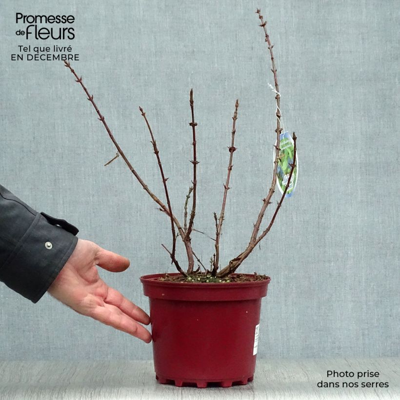 Arándano de Siberia Sweet Myberry Borealis Maceta 3L/4L Ejemplar entregado en invierno