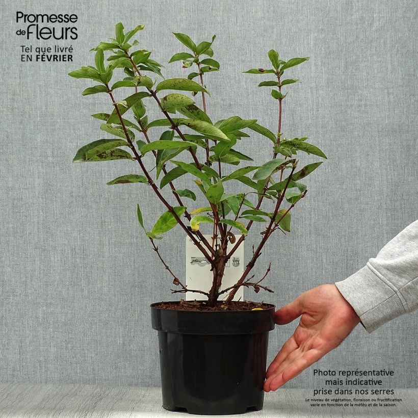 Ejemplar de Arándano de Siberia Sweet Myberry Borealis Maceta 3L/4L, Formación arbustiva entregado en otoño