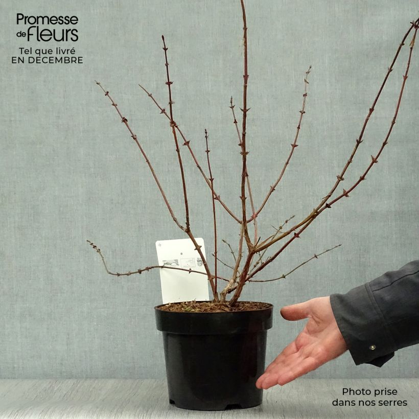 Arándano de Siberia Eisbär Maceta 1,5L/2L Ejemplar entregado en invierno