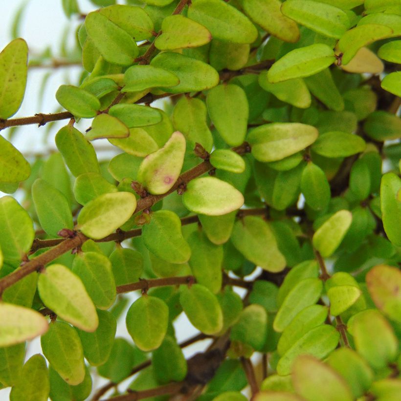 Madreselva de hoja - Lonicera nitida Dart's World (Follaje)