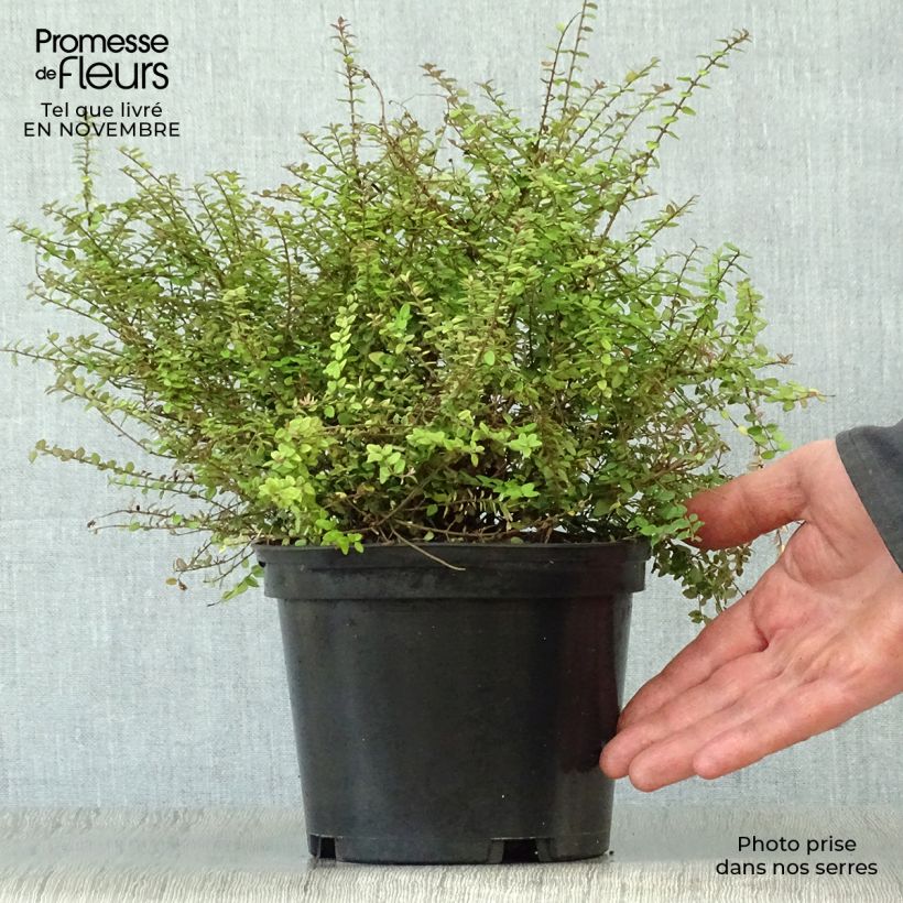 Ejemplar de Madreselva de hoja - Lonicera nitida Dart's World Maceta 2L/3L entregado en otoño