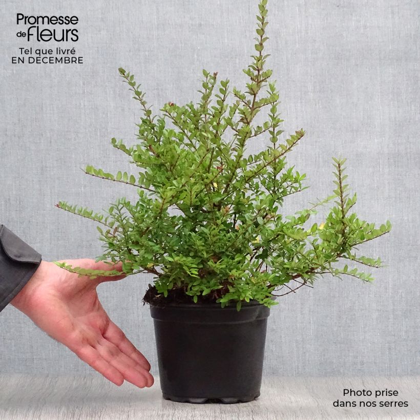 Madreselva de hoja - Lonicera nitida Elegant Maceta 1L/1,5L Ejemplar entregado en invierno