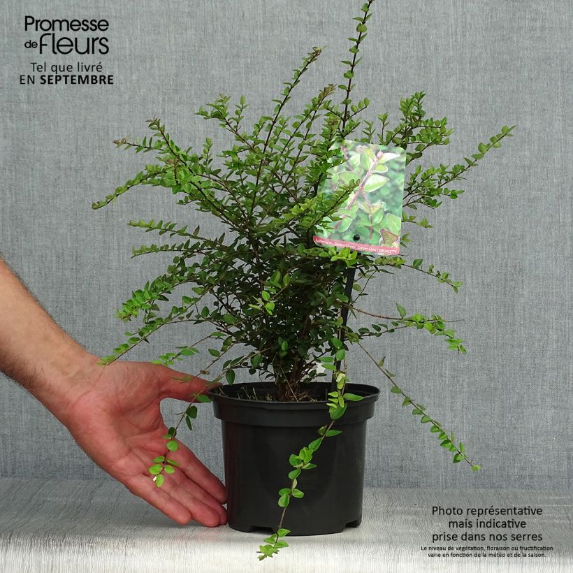 Ejemplar de Madreselva de hoja - Lonicera nitida Garden Clouds Copper Glow Maceta 2L/3L entregado en otoño