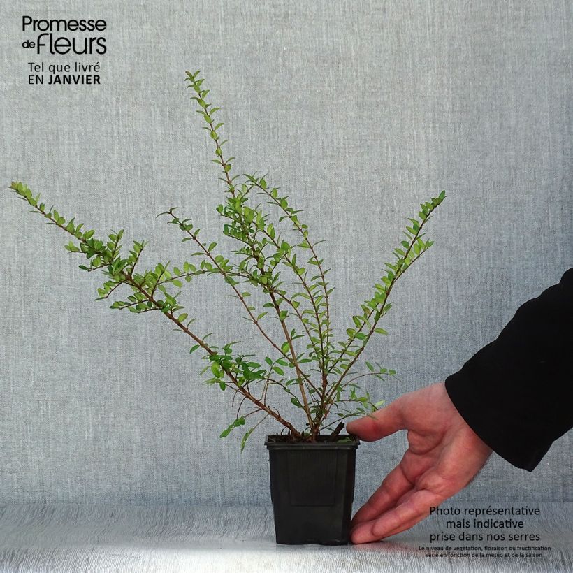 Madreselva de hoja - Lonicera nitida Hohenheimer Findling Maceta de 8/9 cm Ejemplar entregado en invierno