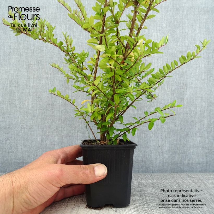 Madreselva de hoja - Lonicera nitida Hohenheimer Findling Maceta de 8/9 cm Ejemplar entregado en la primavera