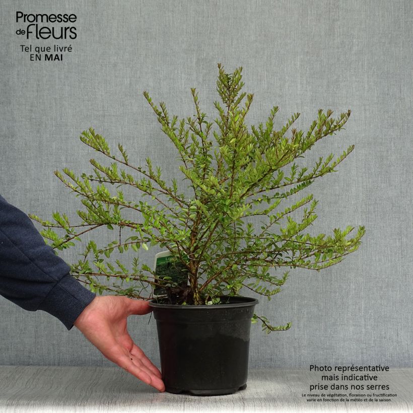 Madreselva de hoja - Lonicera nitida Hohenheimer Findling Maceta 1L/1,5L Ejemplar entregado en la primavera