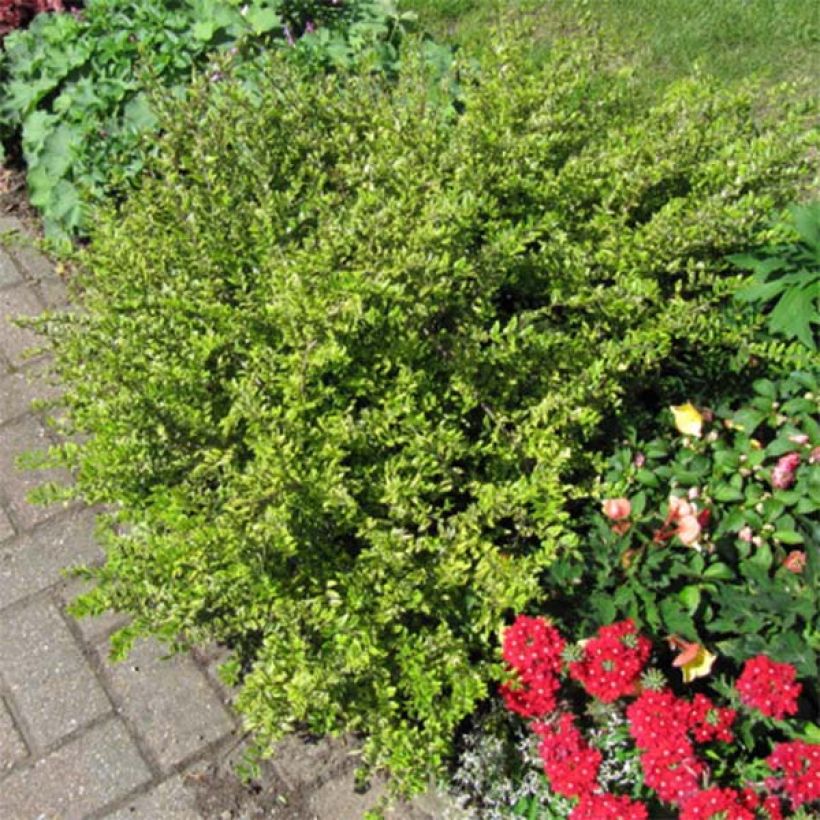 Madreselva de hoja - Lonicera nitida Lemon Beauty (Porte)