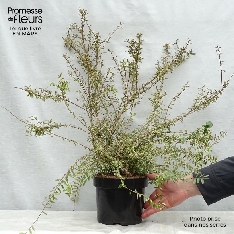 Madreselva de hoja - Lonicera nitida Lemon Beauty Maceta 2L/3L Ejemplar entregado en la primavera