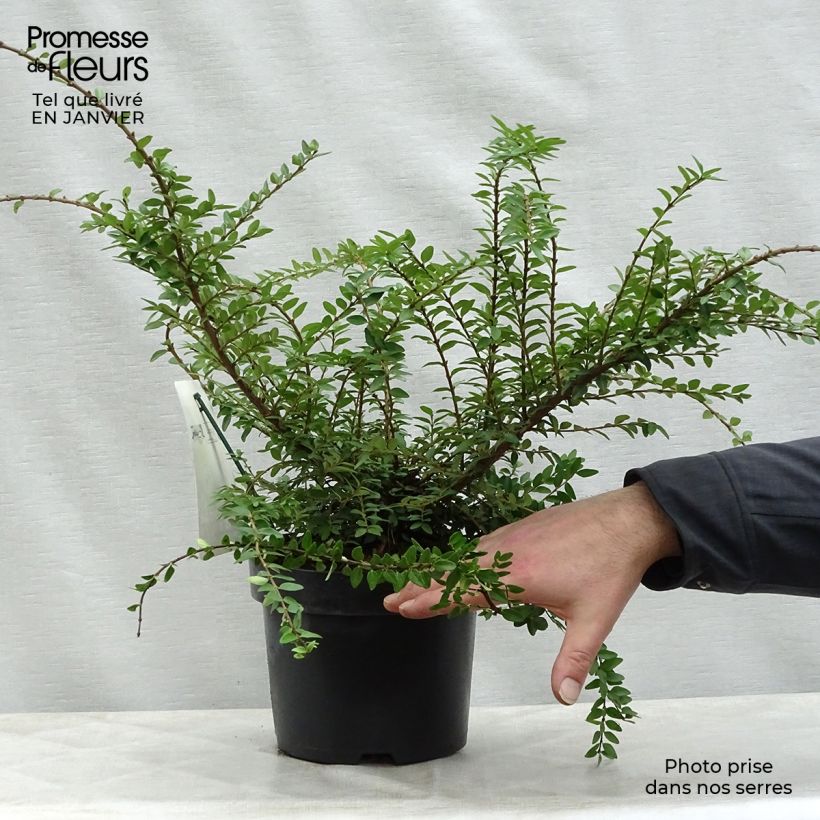 Madreselva de hoja - Lonicera nitida Maigrün Maceta 1L/1,5L Ejemplar entregado en invierno