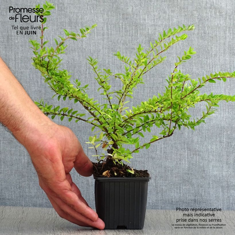 Ejemplar de Madreselva de hoja - Lonicera nitida Maigrün Maceta de 8/9 cm entregado en verano
