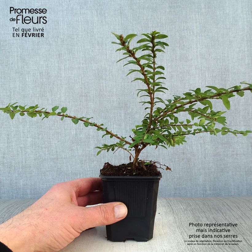 Madreselva de hoja - Lonicera nitida Maigrün Maceta de 8/9 cm Ejemplar entregado en invierno