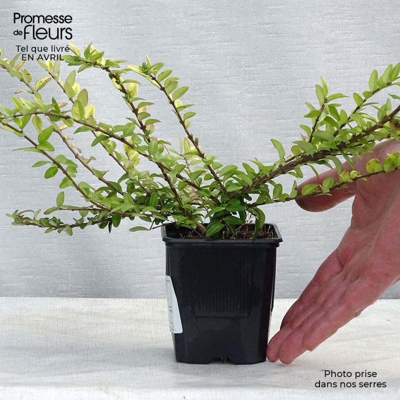 Madreselva de hoja - Lonicera nitida Maigrün Maceta de 8/9 cm Ejemplar entregado en la primavera