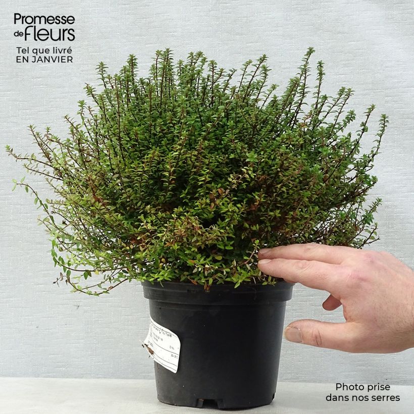 Madreselva de hoja - Lonicera nitida Red Tips Maceta 2L/3L Ejemplar entregado en invierno