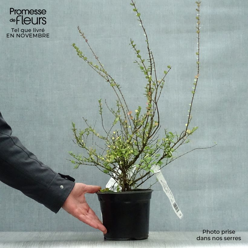 Ejemplar de Madreselva de hoja - Lonicera nitida Red Tips Maceta 2L/3L entregado en otoño