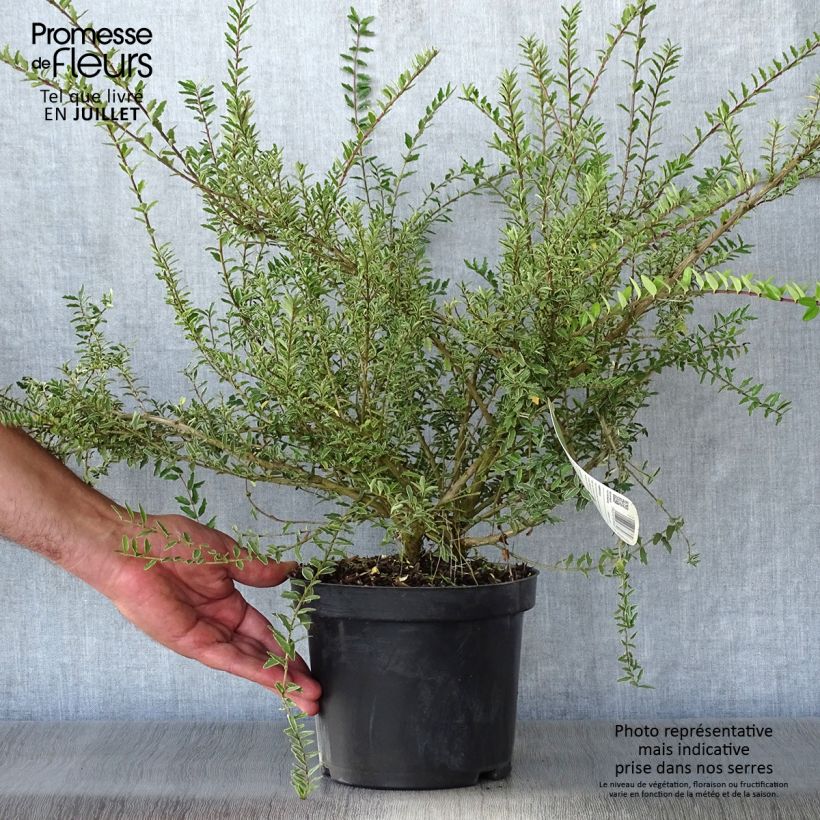 Ejemplar de Madreselva de hoja - Lonicera nitida Silver Beauty Maceta 2L/3L entregado en verano