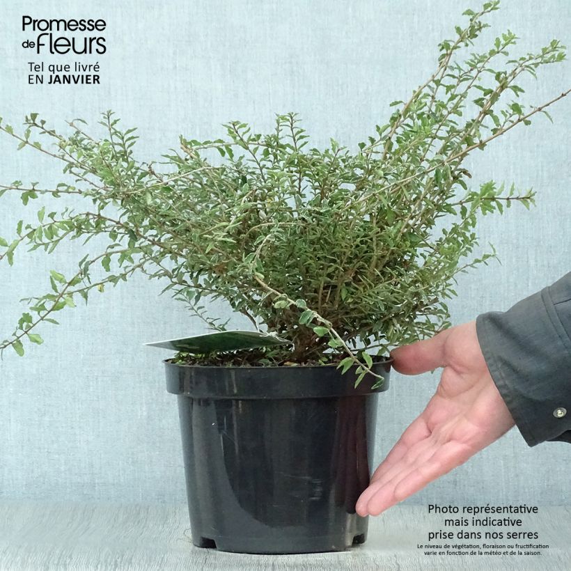 Madreselva de hoja - Lonicera nitida Silver Beauty Maceta 2L/3L Ejemplar entregado en invierno