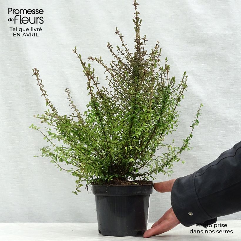 Madreselva de hoja - Lonicera nitida Maceta 1L/1,5L Ejemplar entregado en la primavera