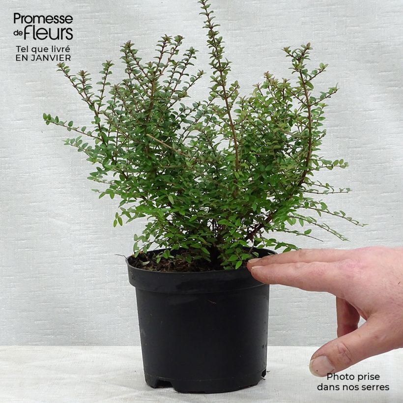 Madreselva de hoja - Lonicera nitida Maceta 1L/1,5L Ejemplar entregado en invierno