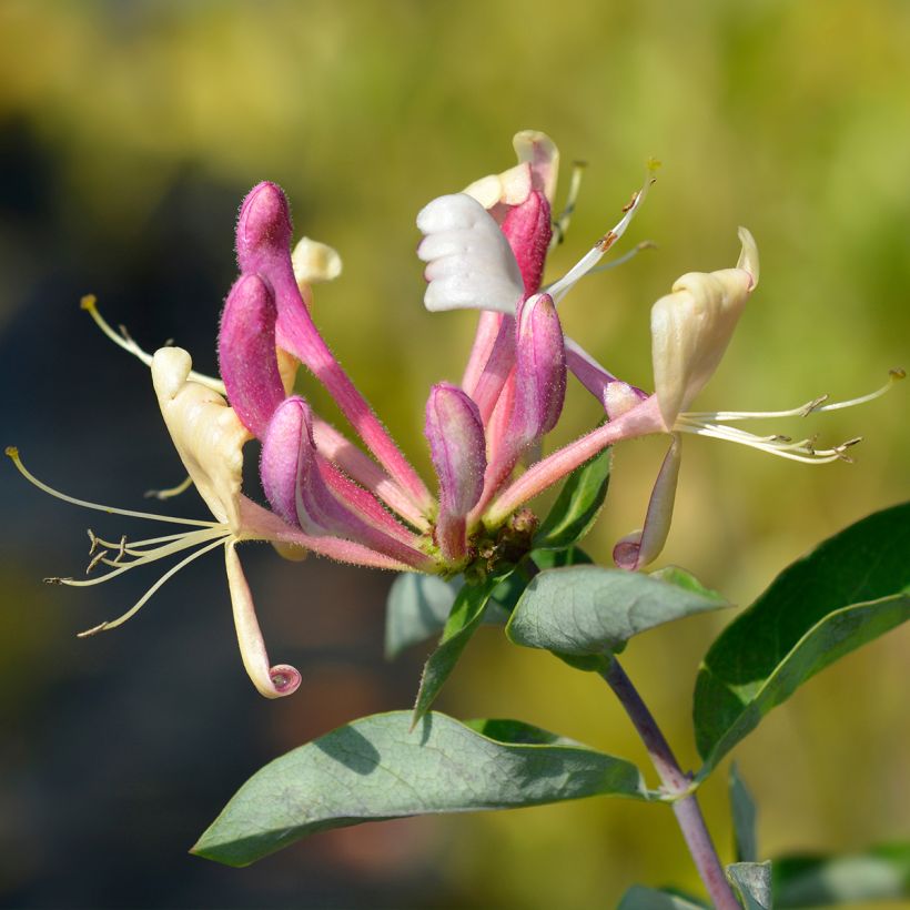 Madreselva de los bosques - Lonicera periclymenum Belgica (Floración)